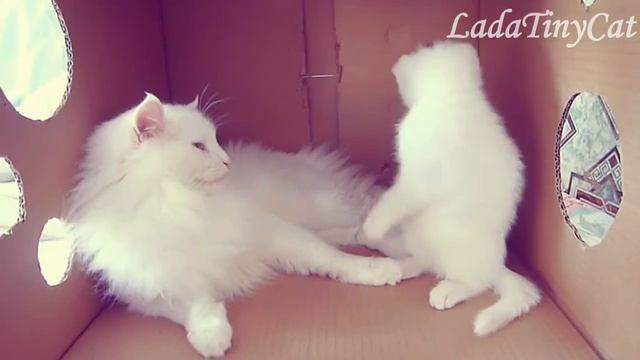 "Папа давай умываться" / The cat washes a kitten смотреть онлайн