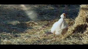 Husan - Asaldey | Хусан - Асалдей