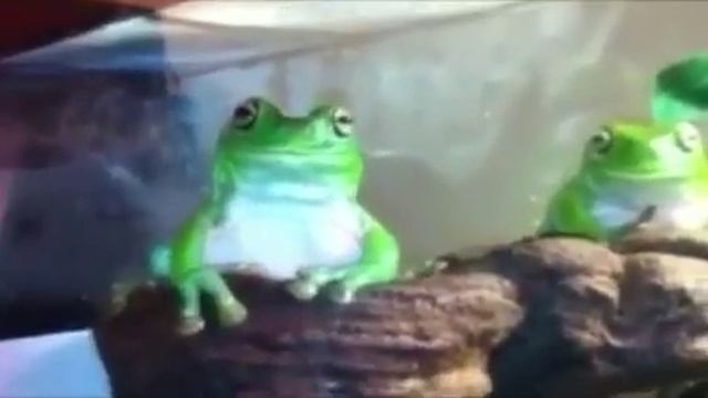 ЧАСОВАЯ ВЕРСИЯ ЛЯГУШКИ (МЕМ) / 1 HOUR / САМАЯ ДОЛГАЯ ЛЯГУШКА В МИРЕ #лягушка #мем #mem смотреть онлайн