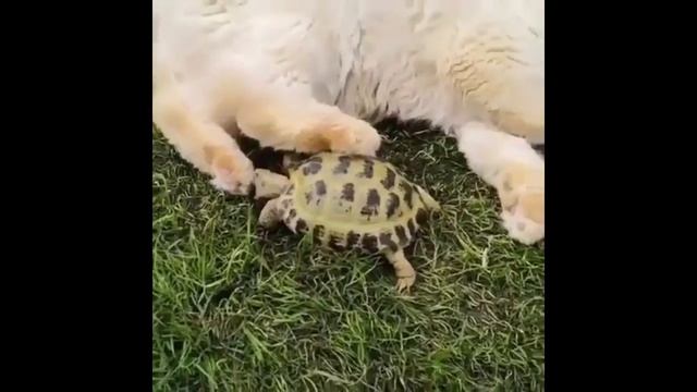 КОТ ГОВОРИТ ДАЙ ПОЖРАТЬ Приколы с котами 2019 BEST смотреть онлайн