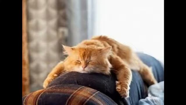 очень смешные животные смотреть онлайн