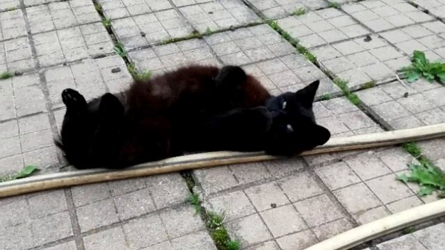 Сбитого котика не решались брать на лечение даже опытные врачи смотреть онлайн