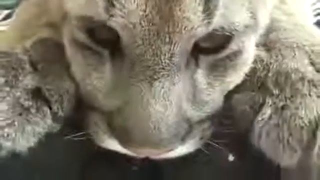 Домашний питомец, Новые Приколы, Шутки, Смешные ролики Юмор! Прикол! Смех смотреть онлайн