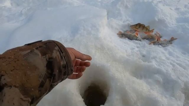НАША КОМАНДА В СБОРЕ, РЫБАЛКА НА ЛЮБИМОЙ РЕКЕ ЕТЫ-ПУР В ОТЛИЧНЫЙ КЛЁВЫЙ ДЕНЬ, ЧЕМПИОНЫ ОТОРВАЛИСЬ))