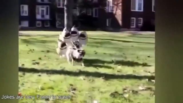Смешные собачки. Собакен 2019 смотреть онлайн