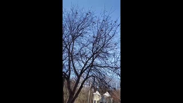 Дрозды прилетели! город Ефремов