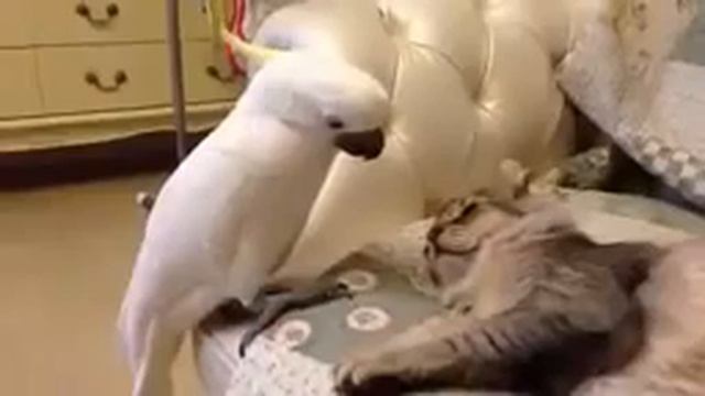 #Кот и попугай! Нет, нет это не я! #ПРИКОЛ! смотреть онлайн