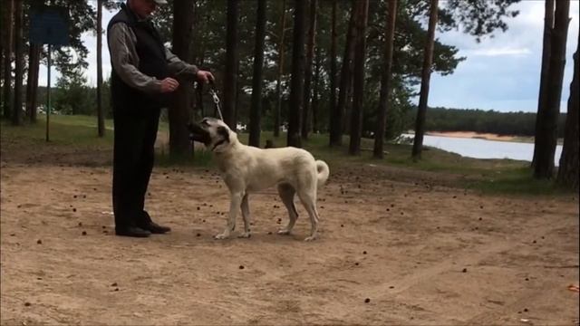 Утро в лесу смотреть онлайн