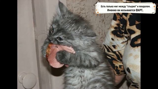 Смешные кошки и собаки видео до слез 2019 - Смешное видео МатроскинТВ смотреть онлайн