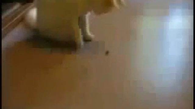 Кот и муха Смотреть до конца Юмор! Прикол! Смех смотреть онлайн