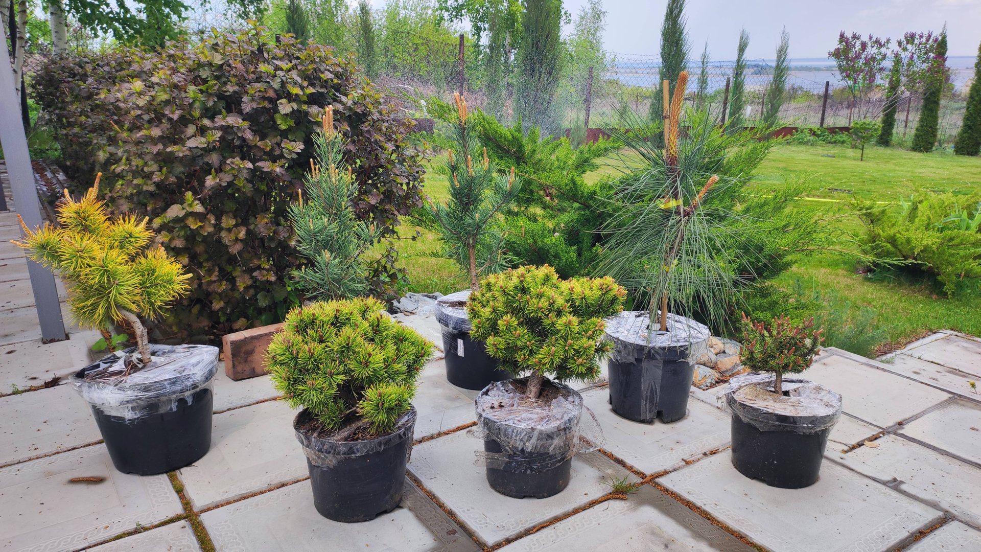 Новые хвойные в наш сад. Редкие сосны. смотреть онлайн