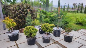 Новые хвойные в наш сад. Редкие сосны.