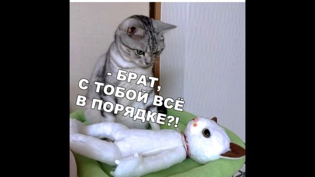 приколы 2019 фотки смотреть онлайн