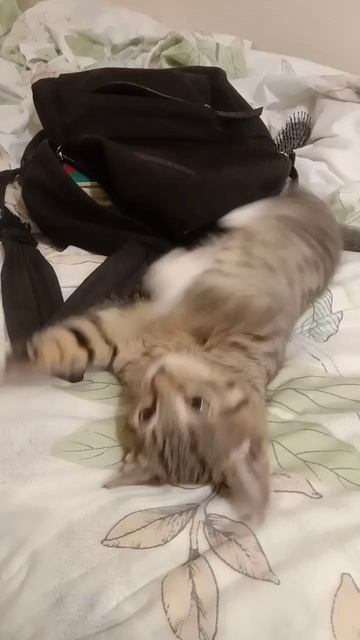 Любимое место котенка - это рюкзак