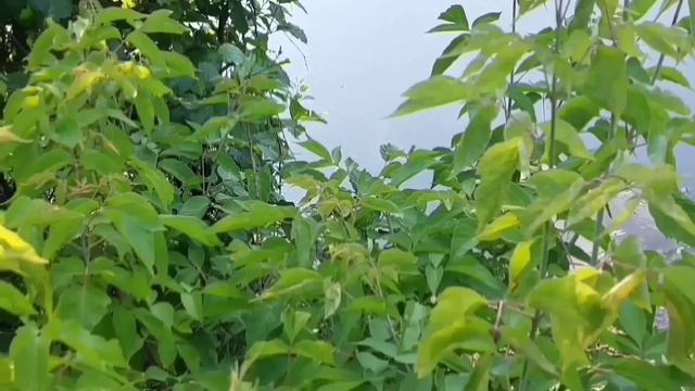ПОМОЙКА И ЕЁ ГРЯЗНЫЙ СТРИМ! ПИРАТСКАЯ ЖИЗНЬ. смотреть онлайн