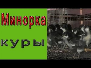 Минорка куры
