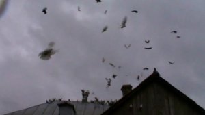 Николаевские голуби г. Павлоград у Юрчика Удовиченко