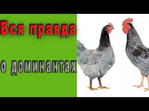 Куры кросса Доминант.  Вся правда о доминантах!