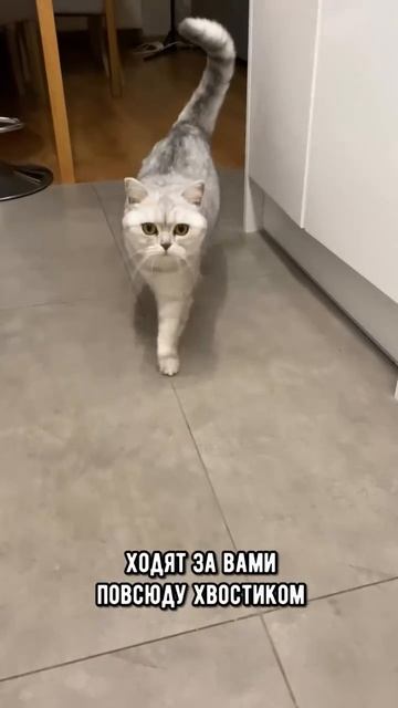 А какая лапка у твоего котика?