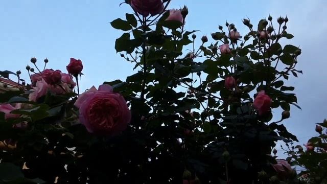 Роза Бьянвеню, Май 2024 Питомник Роз Полины Козловой rozarium biz смотреть онлайн