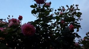 Роза Бьянвеню, Май 2024 Питомник Роз Полины Козловой rozarium biz