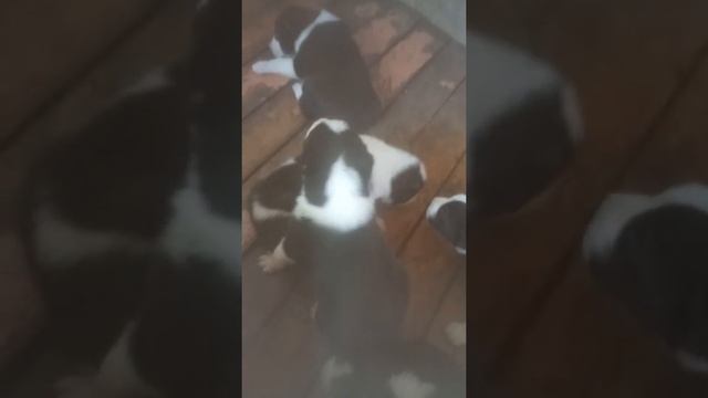 Щенки Алабая САО продам смотреть онлайн