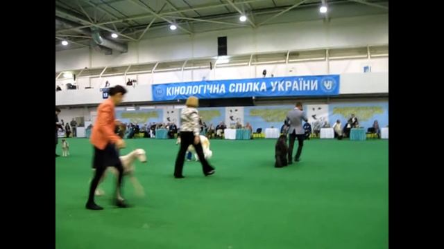 Лорекс Фенди ВОВ и BIG-1 на CACIB г.Киев 21 апреля 2012г. смотреть онлайн