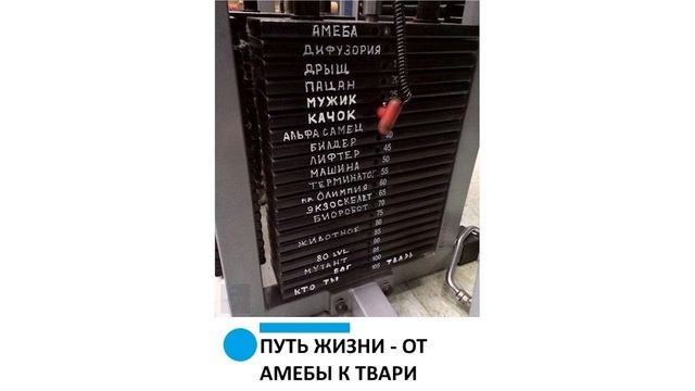 Приколы. ОПАСНЫЙ ТИГР))) | Мемозг #356 смотреть онлайн