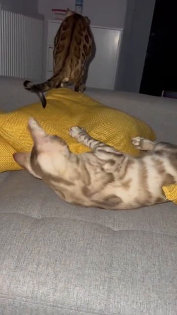 apparently tails are toys 😂 смотреть онлайн
