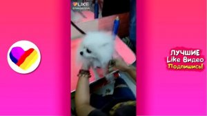 ЛУЧШИЕ ВИДЕО ЛАЙК 2019 Подборка | ПРИКОЛЫ Like Самые Няшные и Прикольные Видео