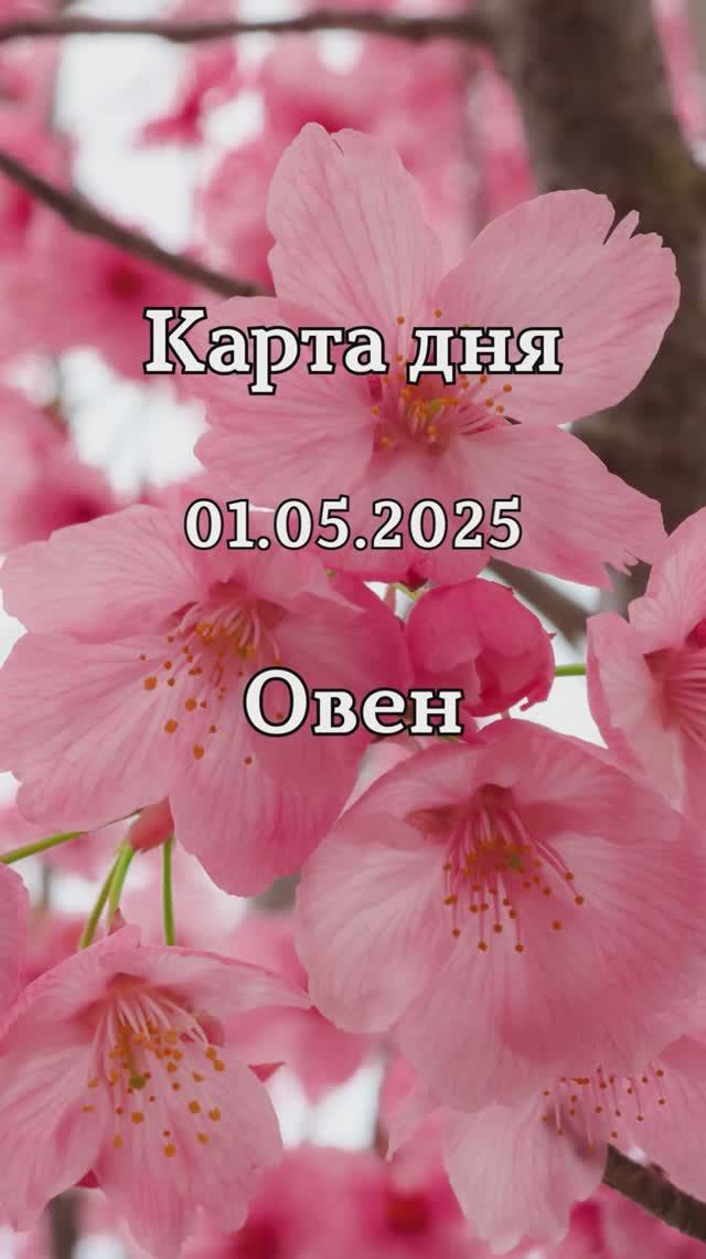 ✨Карта дня 01.05.2025 Овен смотреть онлайн