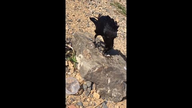 Ворон Гриша кушает рыбку смотреть онлайн