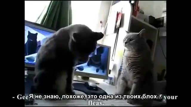 Коты играют в ладушки)) смотреть онлайн