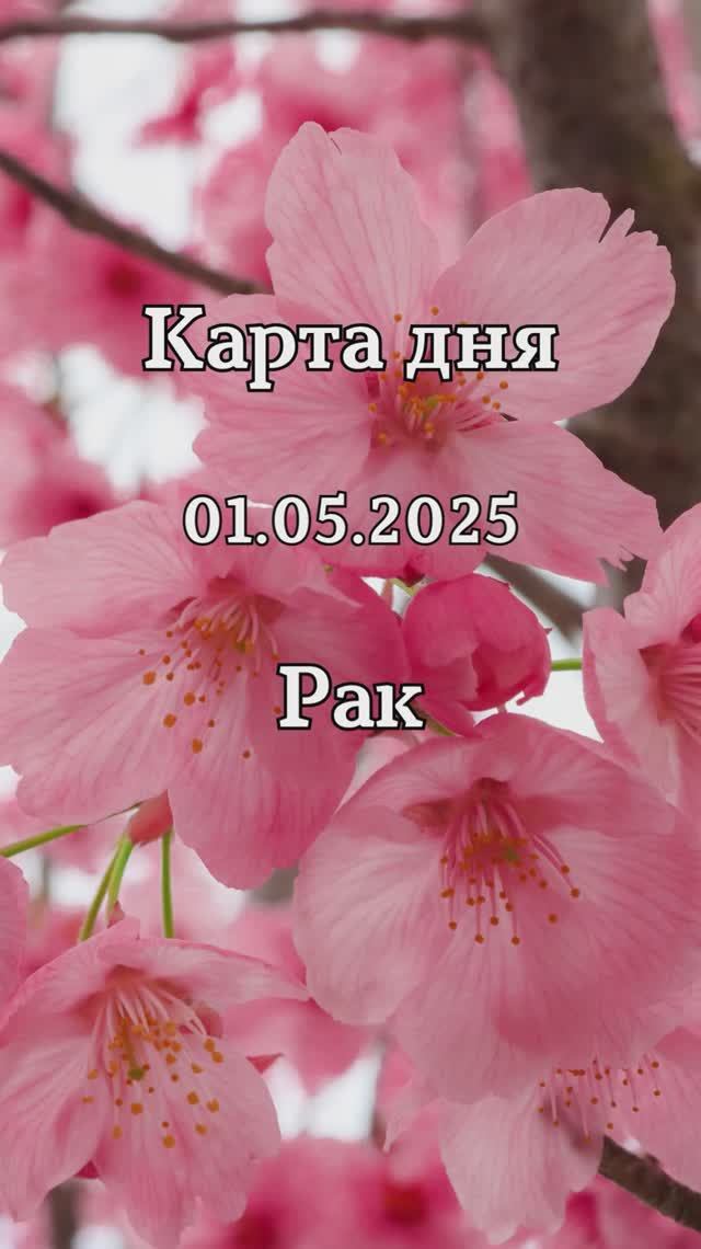 ✨Карта дня 01.05.2025 Рак смотреть онлайн