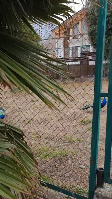 павлины в дендрарии сочи #сочи #дендрарий смотреть онлайн