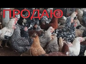 Продаю кур