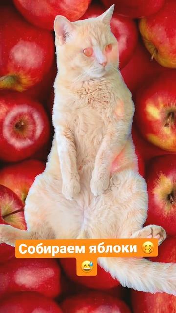 Вовочка какое благоприятное время для … #котенок #песик #shorts #юмор смотреть онлайн