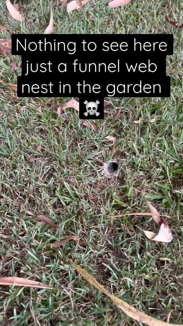 Funnel web spider nest in the garden 🙀 #spider #funnelweb смотреть онлайн