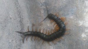 Сколопендра большая