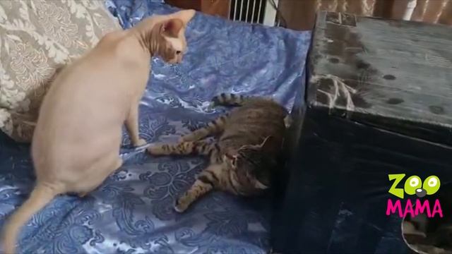 Смешные коты Фаня и Тимоша делят дом из коробки смотреть онлайн