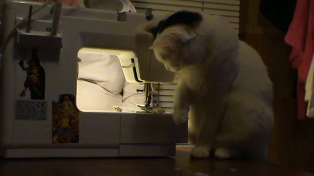 Смешные Кошки (Лучшие друзья девушек...) funny kitty cat videos смотреть онлайн