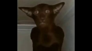 миша ты что пукнул? 1 час