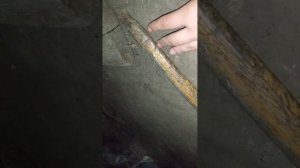 Страшное видео. Ырка пробралась на территорию людей.