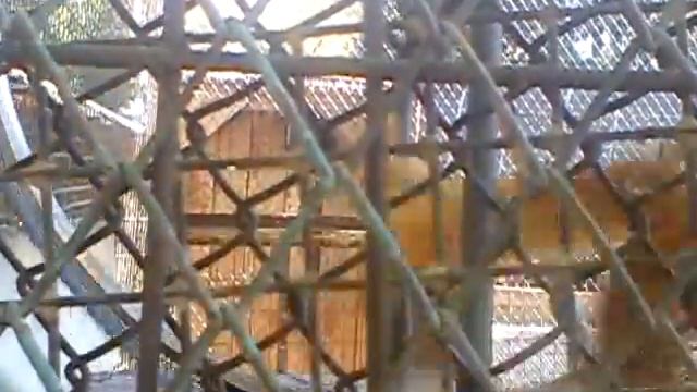 прикольные белки!!!!!!!!! смотреть онлайн