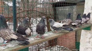 15 января 2023 Кировоград сиреневые голуби ..