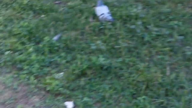 Пачтовые голуби медленно но размножается. Domestic pigeons reproduce slowly смотреть онлайн