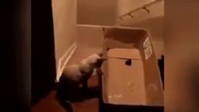 Кошачьи приколы 2016 смотреть онлайн