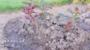 Результат подкормки РОЗ двумя способами . Витаминами и сульфатом магния . Почувствуйте разницу