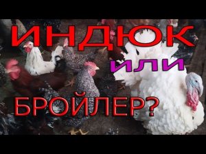 Что выгоднее: ИНДЮК или БРОЙЛЕР?