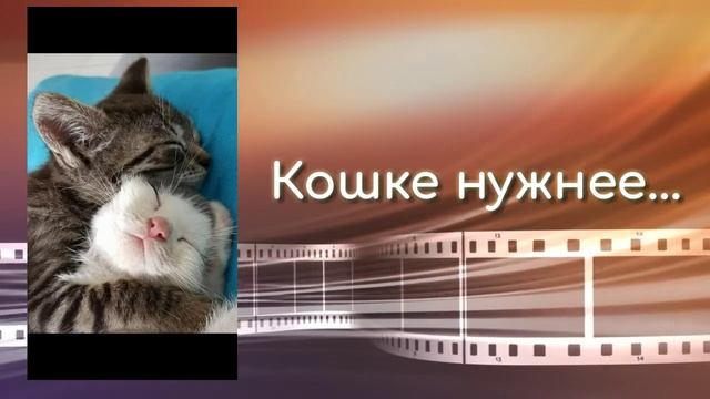 Приколы про кошек | смотреть кошек смешные приколы/ ржал полчаса смотреть онлайн